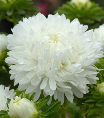 Astra King Size White - Callistephus chinensis - semena astry - 50 ks