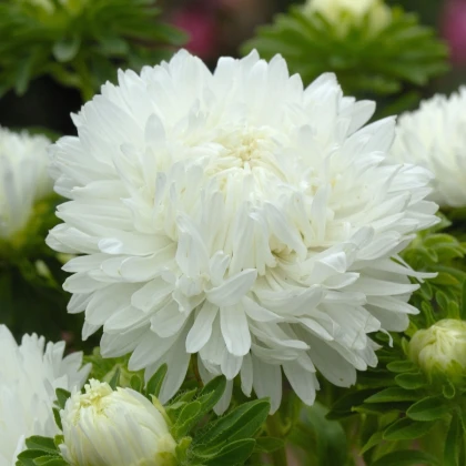 Astra King Size White - Callistephus chinensis - semena astry - 50 ks
