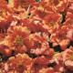 Šrucha zlatá Sundial Tangerine F1 - Portulaca grandiflora - semena šruchy - 80 ks