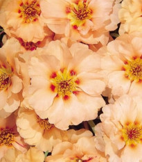 Šrucha zlatá Sundial Mango F1 - Portulaca grandiflora - semena šruchy - 80 ks