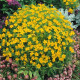 Aksamitník drobnokvětý žlutý - Tagetes tenuifolia - semena aksamitníku - 0,2 g