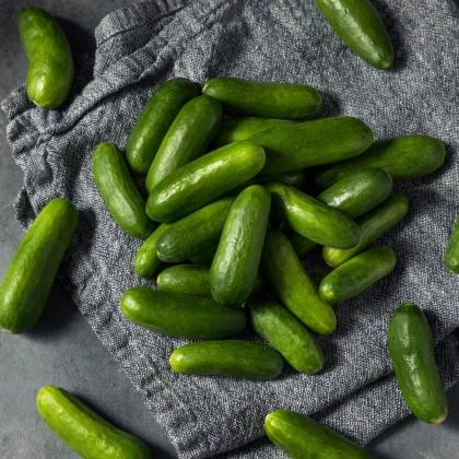 Okurka salátová Little Snack F1 - Cucumis sativus - semena okurky - 8 ks