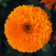 Měsíček lékařský Bon Bon oranžový - Calendula officinalis - semena měsíčku - 20 ks