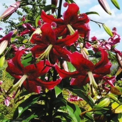 Lilie Miss Feya - Lilium - cibule lilie - 1 ks