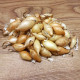 Sazečka Winteria - Allium cepa - cibulky - 250 g