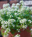 Tařicovka přímořská Yucon White - Lobularia maritima - semena tařicovky - 50 ks