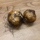 Ladoník bílý - Camassia alba - cibule ladoníku - 2 ks