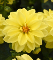 Jiřinka proměnlivá Figaro Yellow Shades - Dahlia variabilis - semena jiřinky - 20 ks