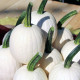 Tykev okrasná Snowdrop F1 - Cucurbita pepo - semena dýně - 6 ks