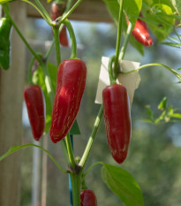 Био чили халапеньо Ruben – Capsicum annuum – био семена от чили – 6 бр.