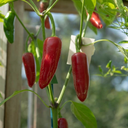 Био чили халапеньо Ruben – Capsicum annuum – био семена от чили – 6 бр.