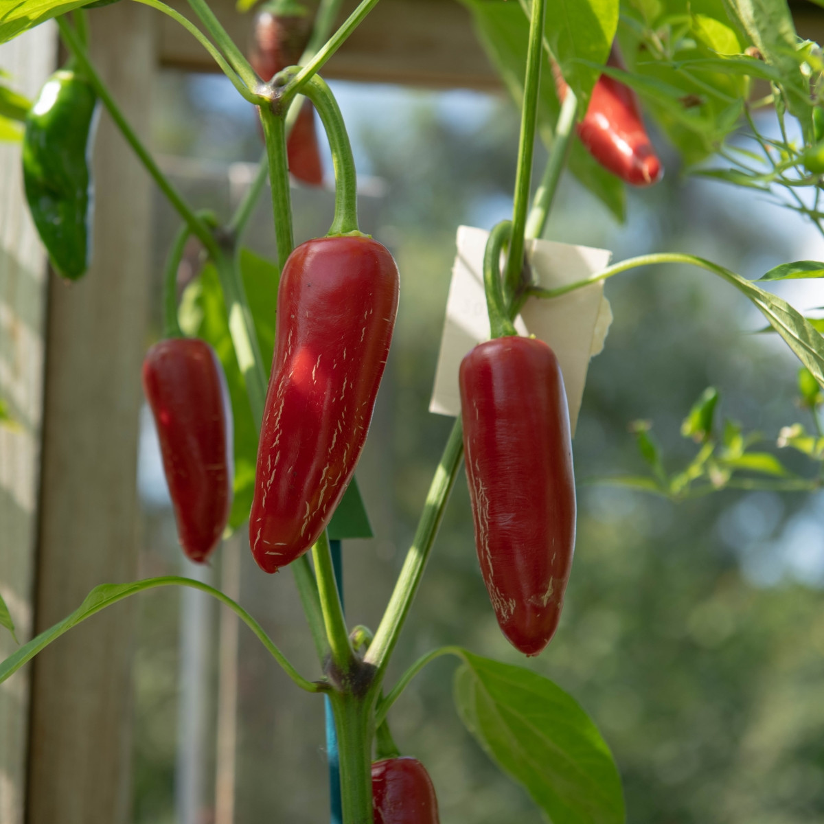 Био чили халапеньо Ruben – Capsicum annuum – био семена от чили – 6 бр.
