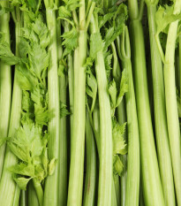 BIO Celer řapíkatý Tall Utah - Apium graveolens - bio semena celeru - 80 ks