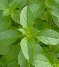 BIO Bazalka citrónová - Ocimum basilicum - bio semena bazalky - 100 ks