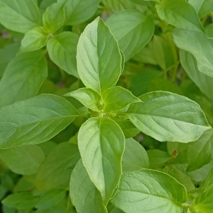 BIO Bazalka citrónová - Ocimum basilicum - bio semena bazalky - 100 ks