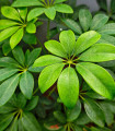 Šeflera prstovitá - Schefflera digitata - semena šeflery - 6 ks