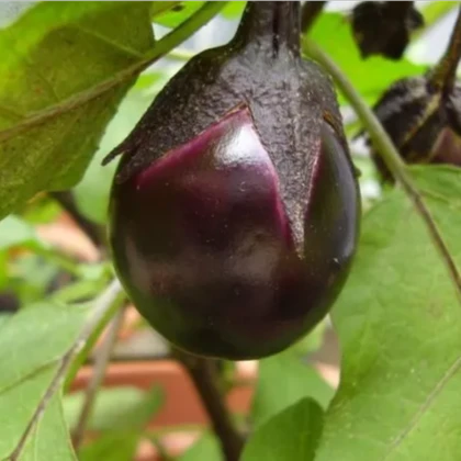 BIO Lilek Bambino - Solanum melongena - bio semena lilku - 15 ks