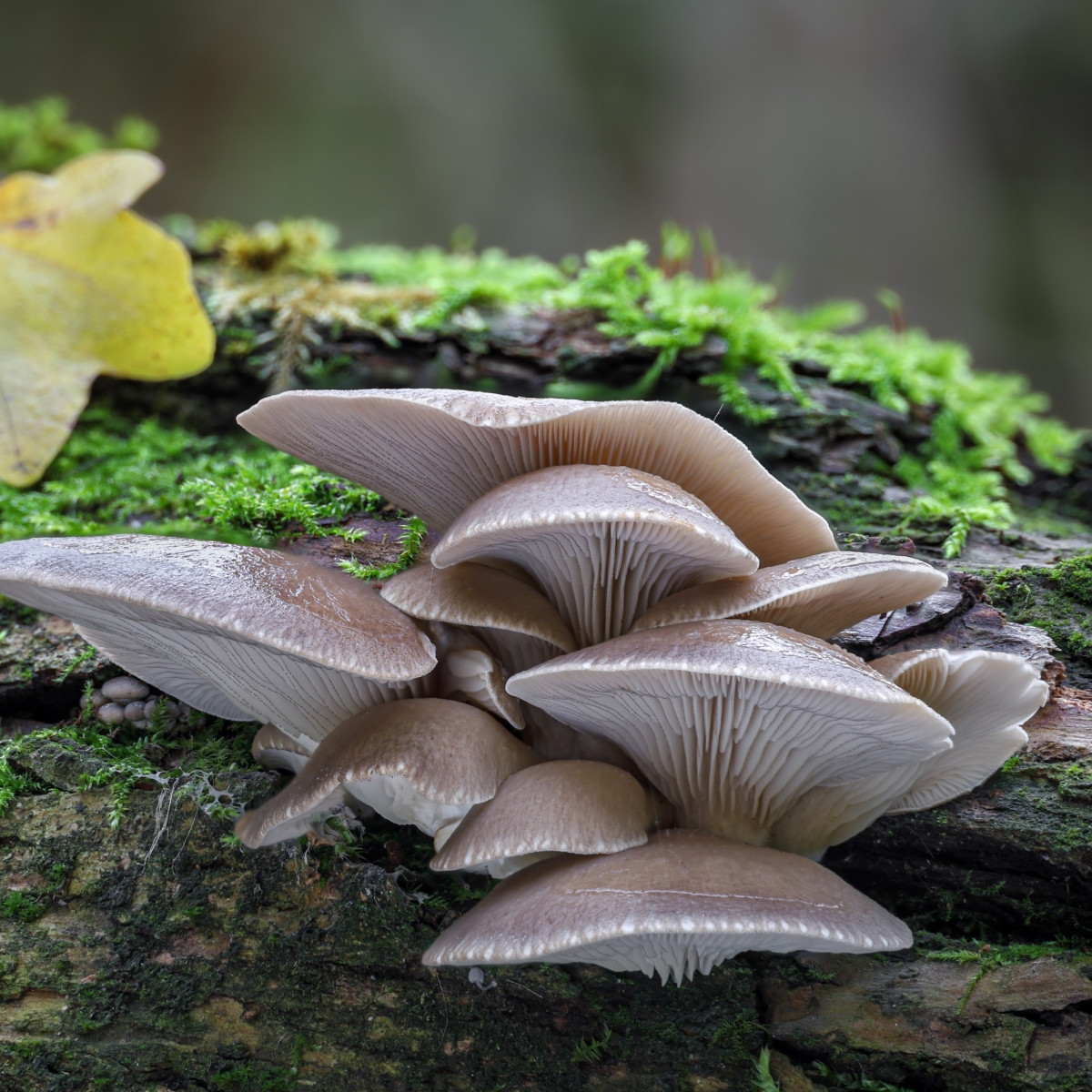 Hlíva ústřičná - zrnitá - Pleurotus ostreatus - sadba - 500 ml