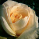 Růže velkokvětá keřová - Fragrant Casanova - Rosa - prostokořenné sazenice růže - 1 ks