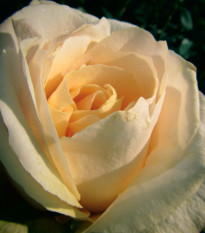 Růže velkokvětá keřová - Fragrant Casanova - Rosa - prostokořenné sazenice růže - 1 ks