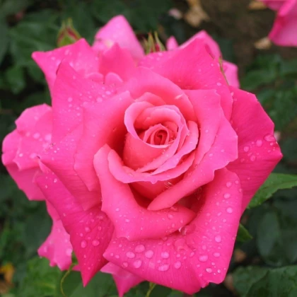 Růže velkokvětá keřová - Fragrant Criterion - Rosa - prostokořenné sazenice růže - 1 ks