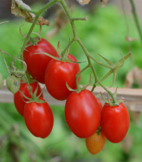 Rajče keříčkové Minipeelus F1 - Solanum lycopersicum - semena rajčat - 10 ks