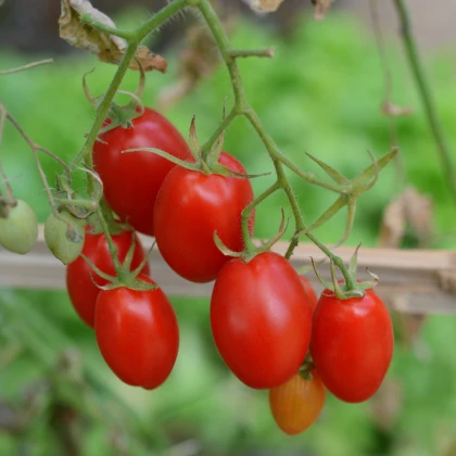 Rajče keříčkové Minipeelus F1 - Solanum lycopersicum - semena rajčat - 10 ks