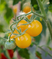 Rajče keříčkové Minigelbus F1 - Solanum lycopersicum - semena rajčat - 10 ks