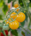Rajče keříčkové Minigelbus F1 - Solanum lycopersicum - semena rajčat - 10 ks