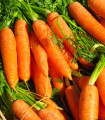Mrkev Rubína - Daucus carota - semena mrkve - 150 ks