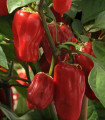 Paprika Sweet Heat F1 - Capsicum annuum - semena papriky - 6 ks