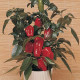 Paprika Sweet Heat F1 - Capsicum annuum - semena papriky - 6 ks