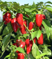 Paprika Balconi F1 - Capsicum annuum - semena papriky - 6 ks