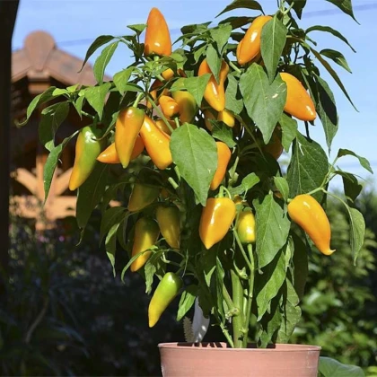Paprika Terrazzi F1 - Capsicum annuum - semena papriky - 6 ks