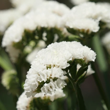 Limonka chobotnatá Hipster White - Limonium sinuatum - semena limonky - 30 ks