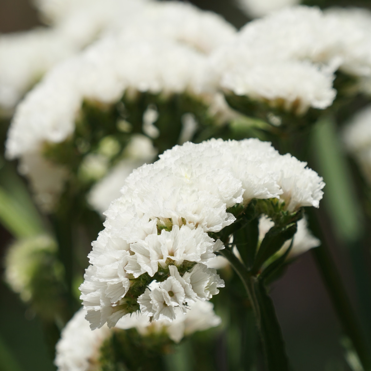 Limonka chobotnatá Hipster White - Limonium sinuatum - semena limonky - 30 ks