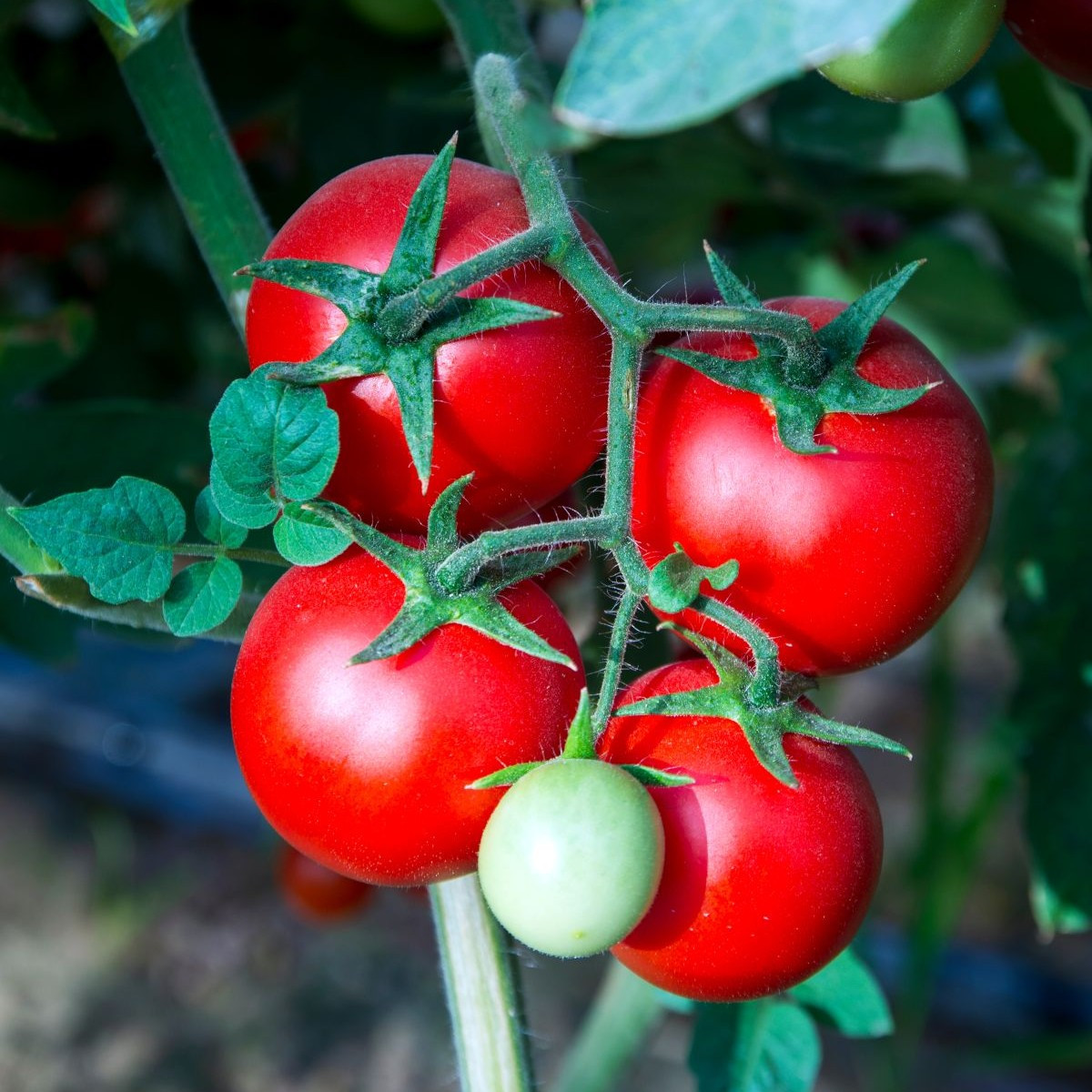 Rajče Tornado F1 - Solanum lycopersicum - semena rajčete - 20 ks