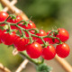 Rajče Gourmelito F1 - Solanum lycopersicum - semena rajčete - 6 ks