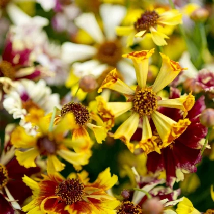 Krásnoočko Sea Shells Mix - Coreopsis hybrida - semena krásnoočka - 50 ks