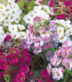 Tařicovka přímořská Yucon Mix - Lobularia maritima - semena tařicovky - 50 ks