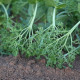 Hrách kadeřavý Akacia - Pisum sativum - semena hrachu - 30 ks