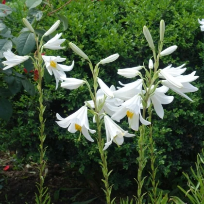Lilie bělostná - Lilium candidum - cibule lilie - 1 ks