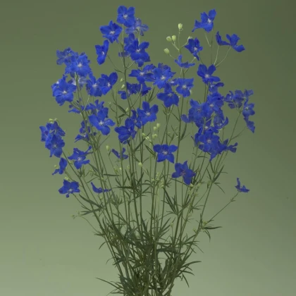 Stračka Jennys Pearl F1 Blue - Delphinium grandiflorum - semena stračky - 10 ks
