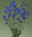 Stračka Jennys Pearl F1 Blue - Delphinium grandiflorum - semena stračky - 10 ks