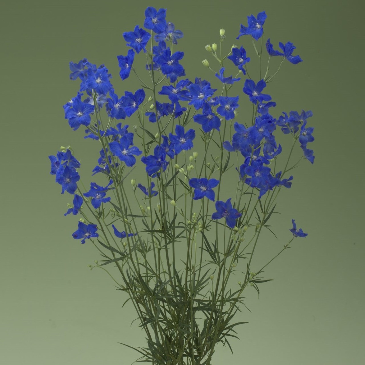 Stračka Jennys Pearl F1 Blue - Delphinium grandiflorum - semena stračky - 10 ks