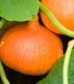 Dýně Hokkaido Uchiki kuri - Cucurbita maxima - semena dýně - 5 ks