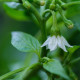 Семена люти чушки – чили Халапеньо – Capsicum annuum