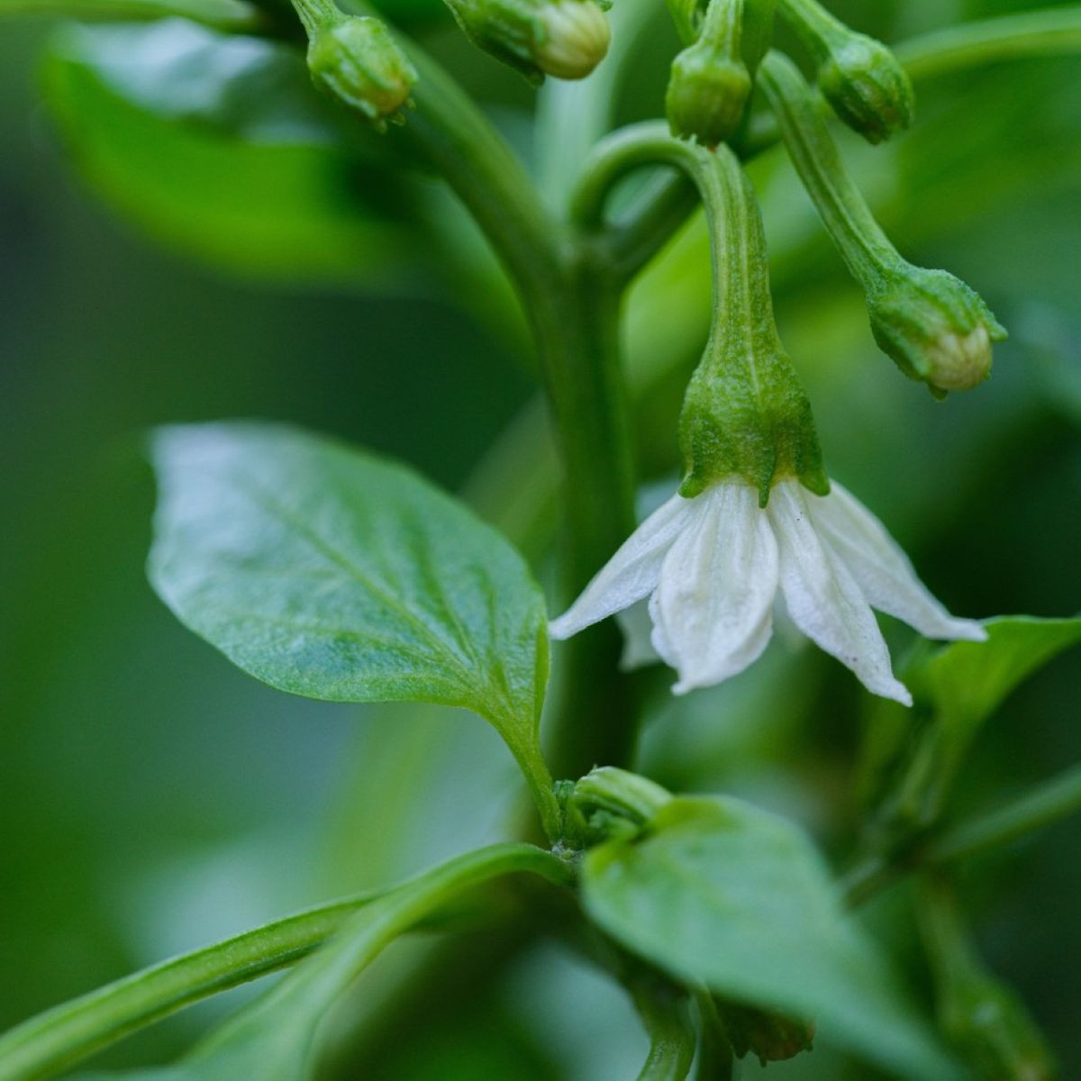 Семена люти чушки – чили Халапеньо – Capsicum annuum