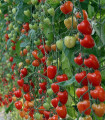 Rajče tyčkové Gardenberry F1 - Solanum lycopersicum - semena rajčete - 5 ks