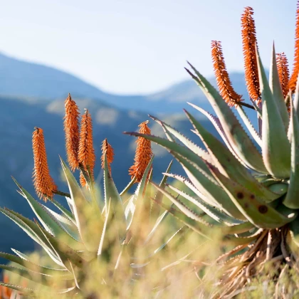 Aloe kapská - Aloe ferox - semena aloe - 6 ks